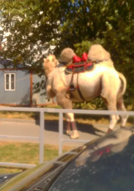 Я Vlad, 38, из Георгиевска, ищу знакомство для приятного времяпровождения