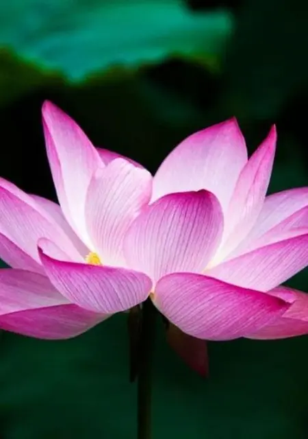 Я Lenka, 38, из Варшавы, ищу знакомство